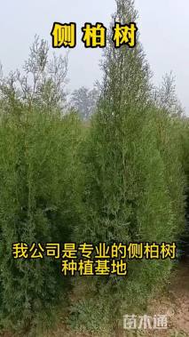 高度250厘米侧柏