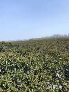 高度120厘米法国冬青