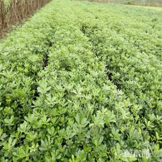 高度30厘米海桐小苗
