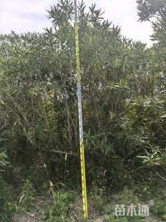 高度300厘米夹竹桃