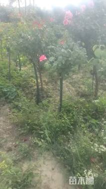 高度150厘米月季