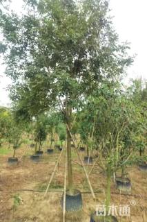 6公分黄花风铃木