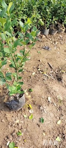 高度20厘米卫矛