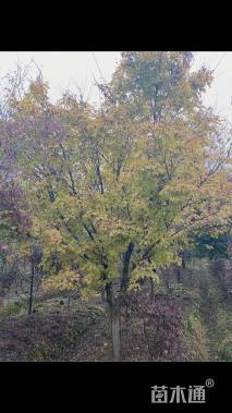 高度250厘米赤枫