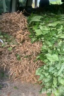 高度30厘米臭牡丹