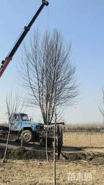 高度700厘米丛生河桦