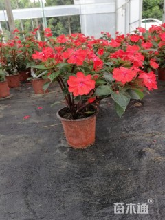 高度5厘米凤仙花