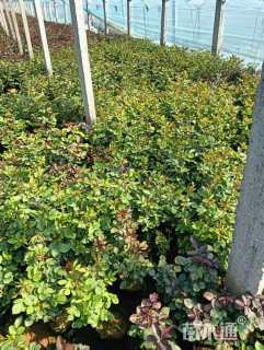 高度30厘米黄金菊