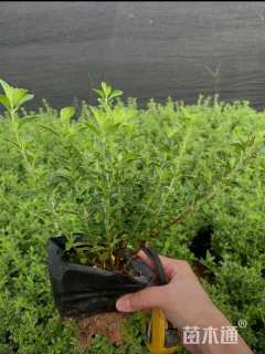 高度15厘米六月雪