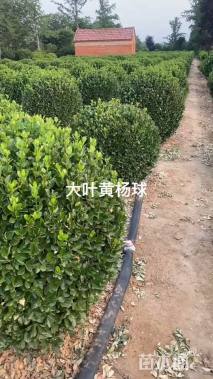 冠幅80厘米大叶黄杨球