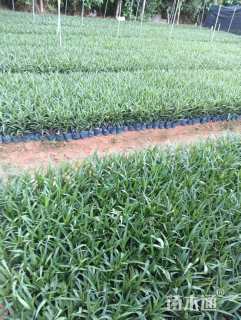 高度20厘米翠芦莉