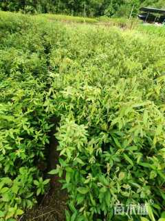 高度70厘米赤皮青冈