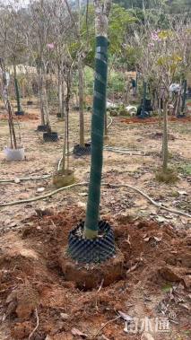 3公分紫花风铃木