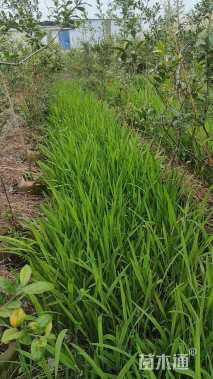 高度30厘米火星花