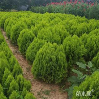 冠幅60厘米洒金柏球