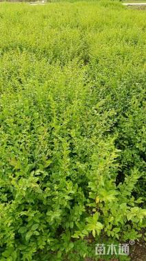 高度40厘米小叶女贞