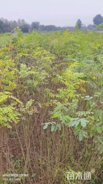 高度50厘米紫穗槐