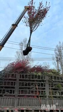 高度250厘米紫荆