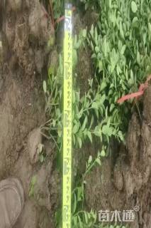 高度50厘米卫矛