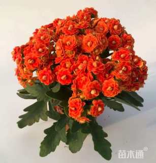 高度15厘米长寿花