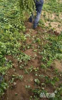 高度15厘米瓜子黄杨