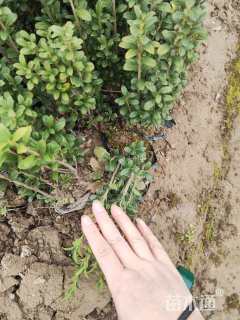 高度20厘米直立冬青