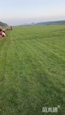 草卷状马尼拉草