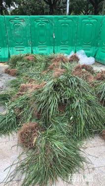 高度35厘米兰花三七草