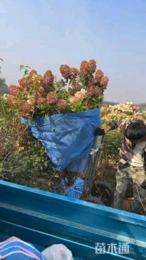 高度100厘米大花水桠木