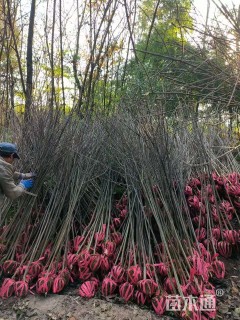 高度200厘米山桐子小苗