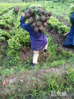 高度25厘米紫鹃