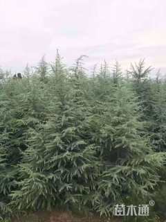 高度100厘米雪松