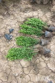 高度40厘米小叶黄杨