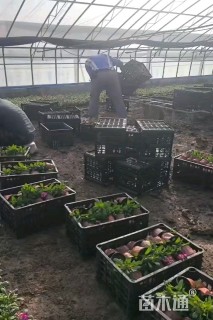 高度20厘米紫罗兰