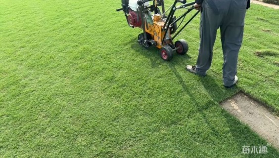 草块状马尼拉草