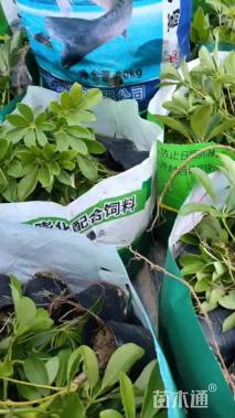 高度25厘米鸭脚木