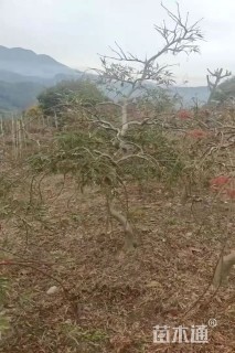 高度180厘米羽毛枫