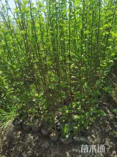 高度80厘米木槿