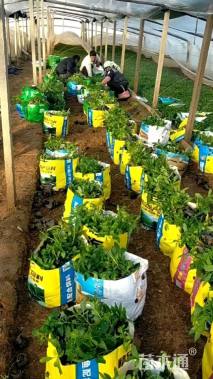 高度15厘米马鞭草