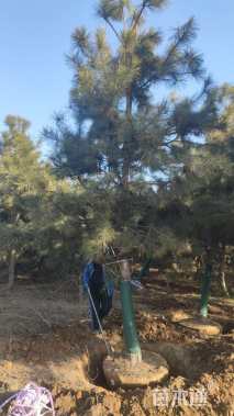 高度600厘米油松