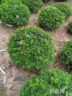 高度60厘米夏鹃