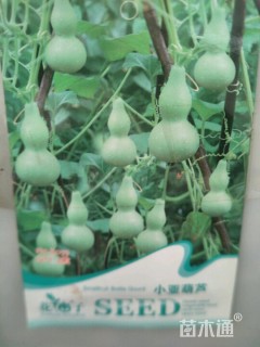 小亚葫芦种子