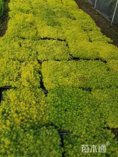 高度10厘米佛甲草