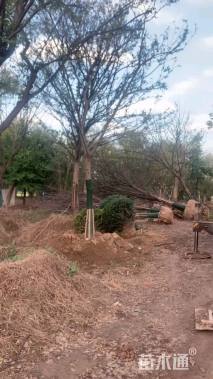 35公分丛生朴树