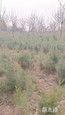 高度100厘米油松