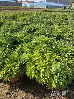 高度30厘米芍药