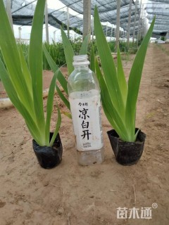 高度40厘米蓝花鸢尾