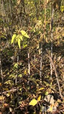 高度180厘米栾树小苗