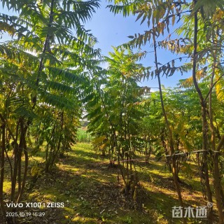 高度300厘米丛生火炬