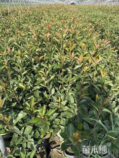 高度50厘米红叶石楠小苗